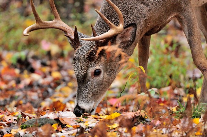 whitetail eating acorns