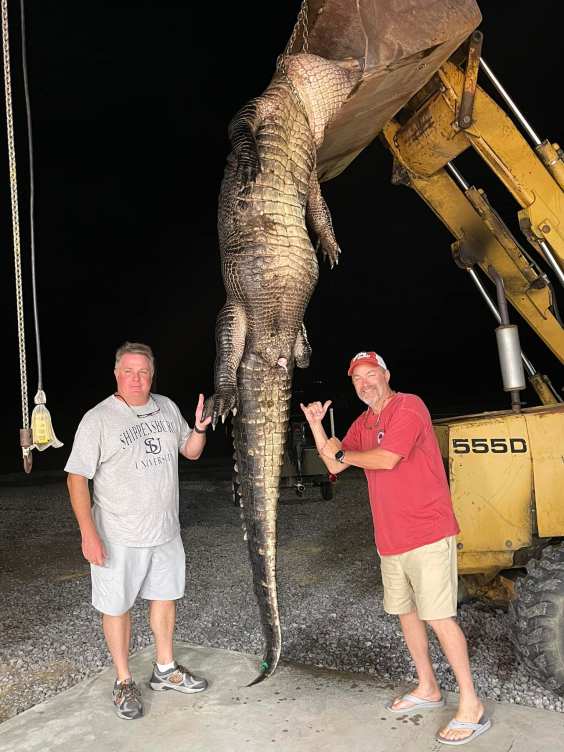 Two Giant Alligators Taken From South Carolina Lakes In One Day