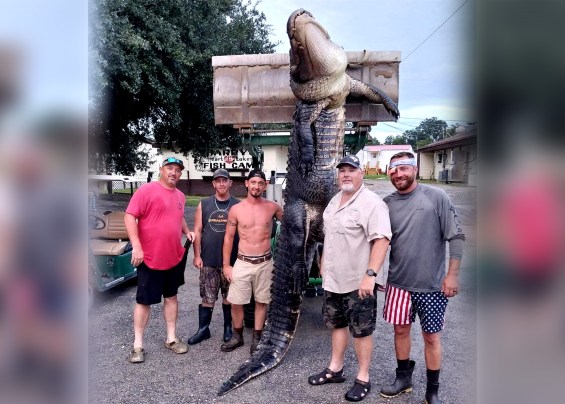 Two Giant Alligators Taken from South Carolina Lakes in One Day ...