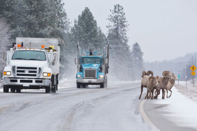 bighorn sheep on highway