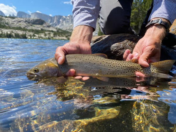 The Future of Trout Fishing Out West Is in Hot Water