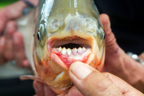 Pacu: Boy catches fish with 'human-like teeth' in an Oklahoma pond