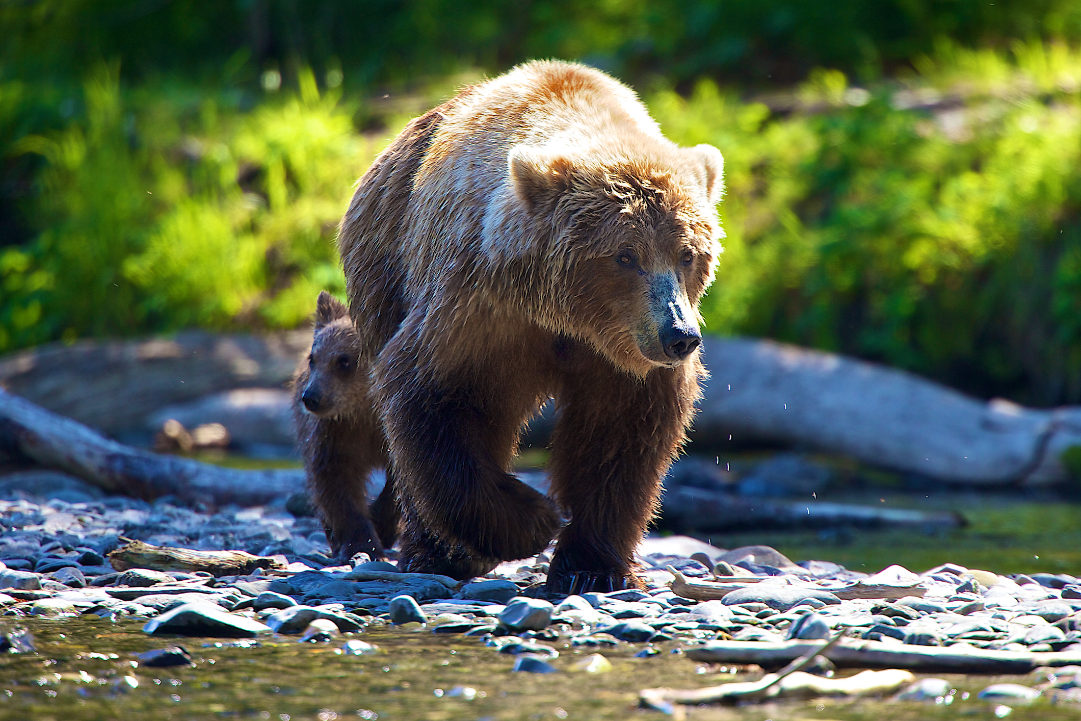 A grizzly with cub.