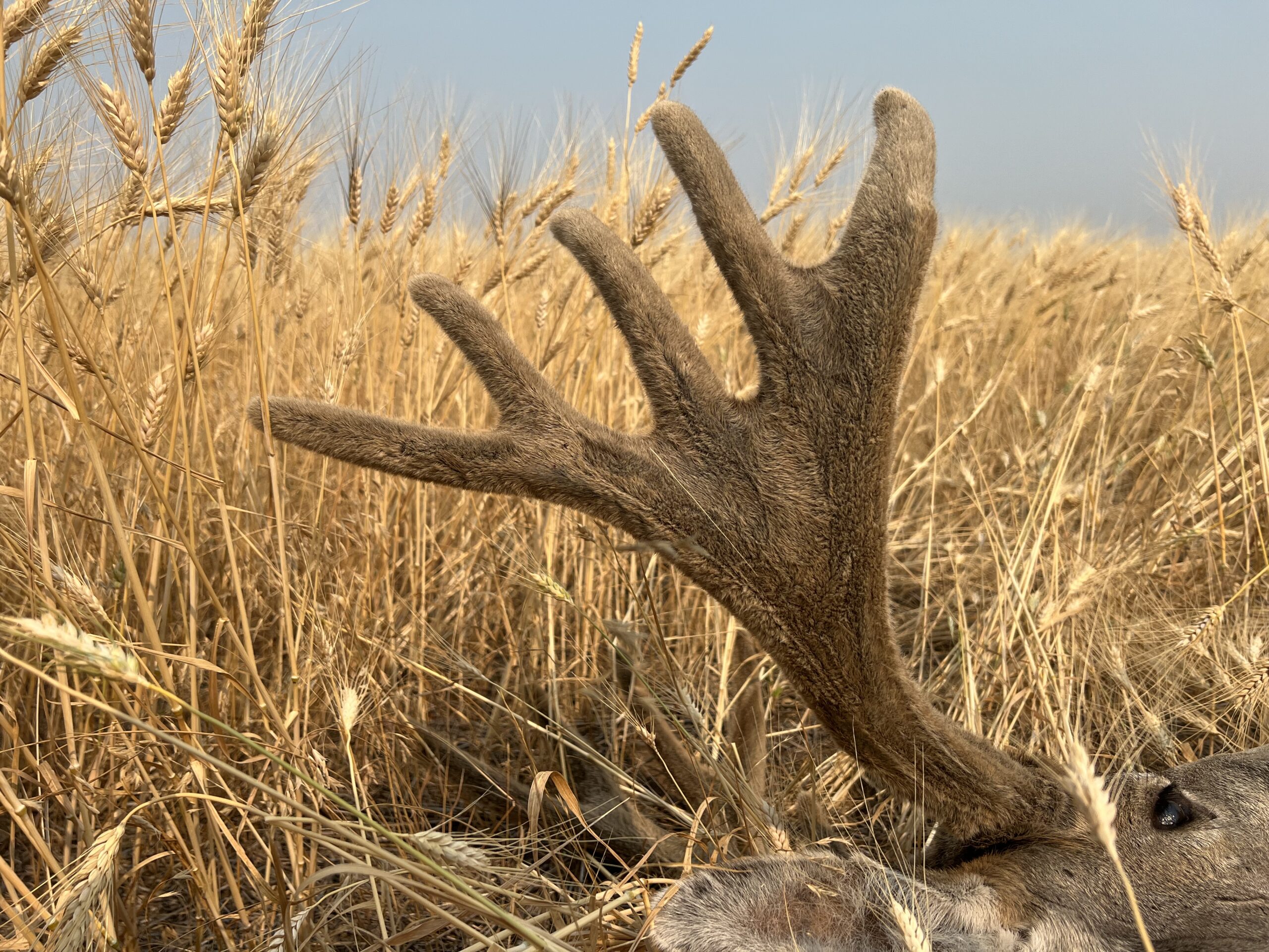 Mule deer buck