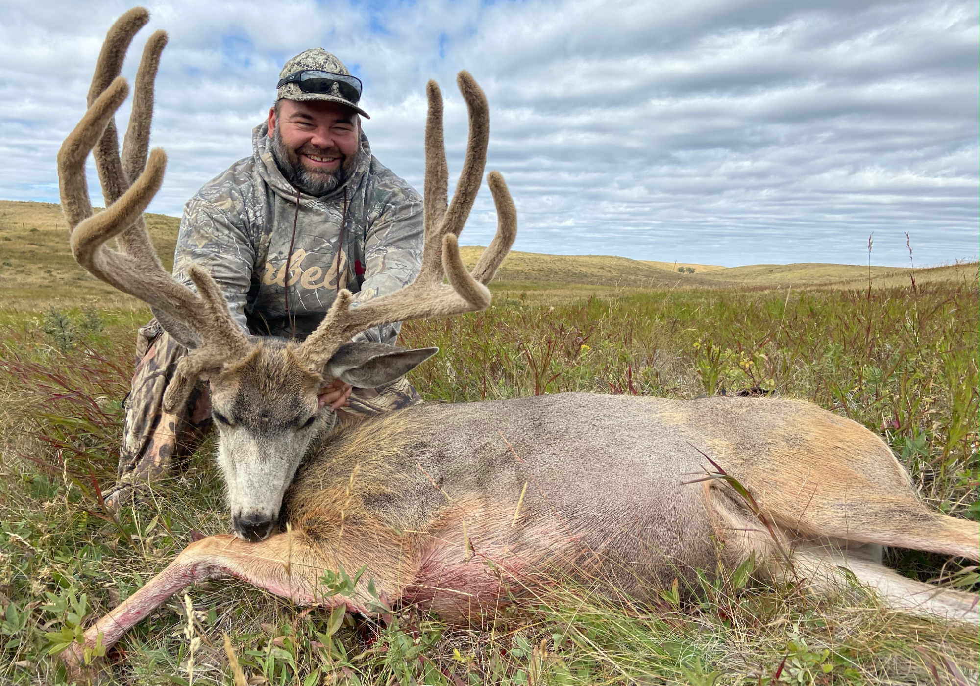 Mule deer buck