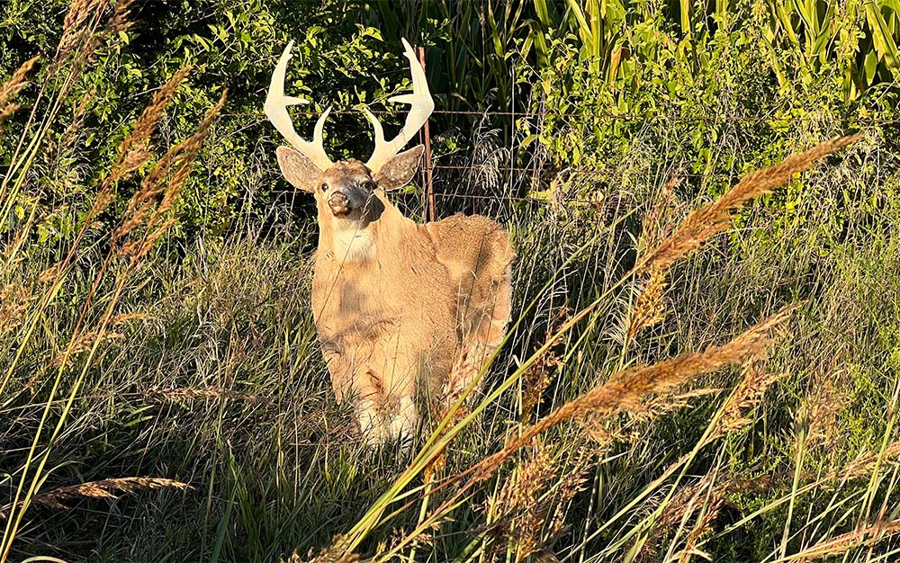 Jared Scheffler's DIY Decoy