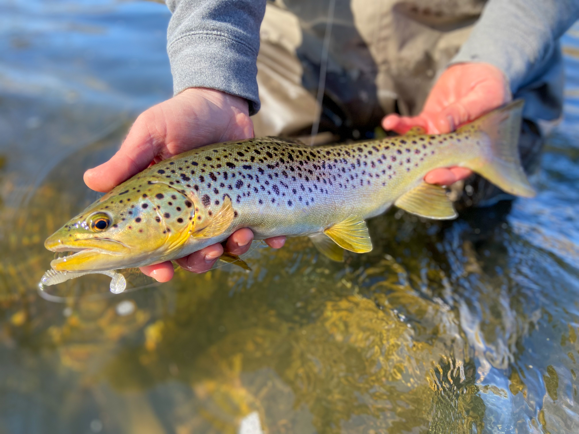 Late-Season Trout: Hook Up in Low, Clear Water - Game & Fish