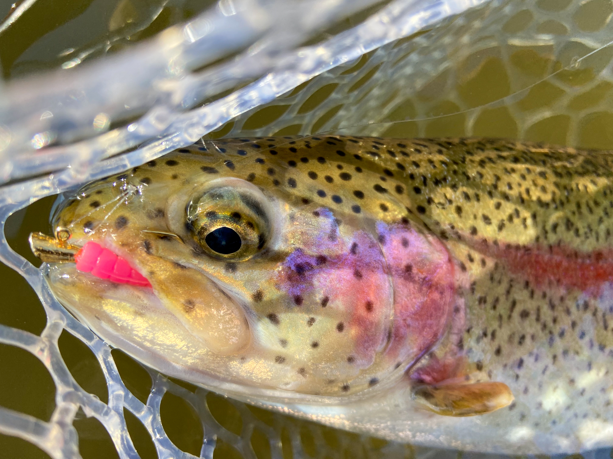 What Do Trout Eat?  The Ultimate Guide to Natural Baits for Trout Fishing