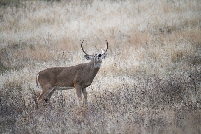 rutting whitetail buck