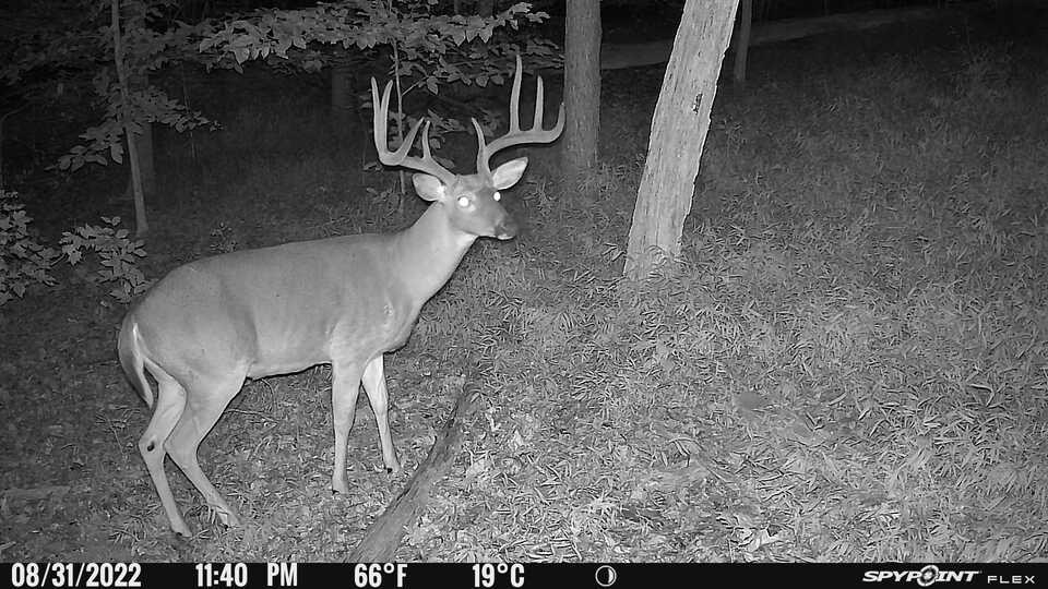 Buck photo on the SpyPoint Flex