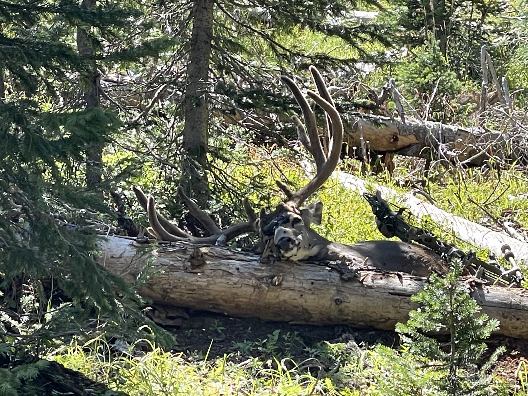 ulmer high country muley