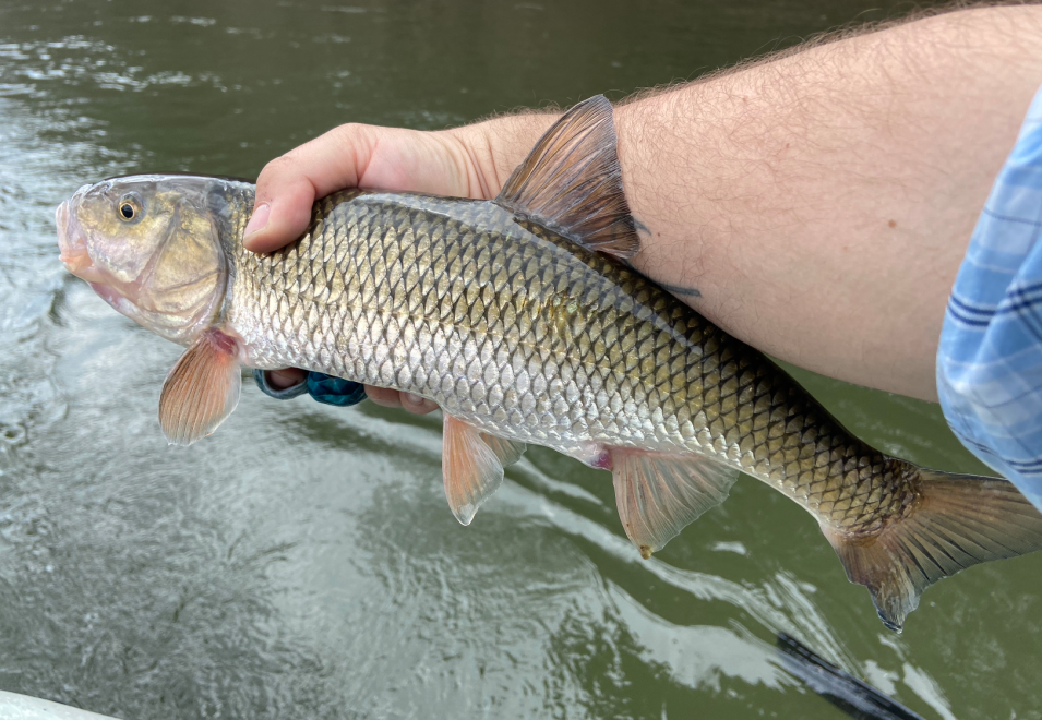 The 10 Most Underrated Freshwater Fish | Outdoor Life