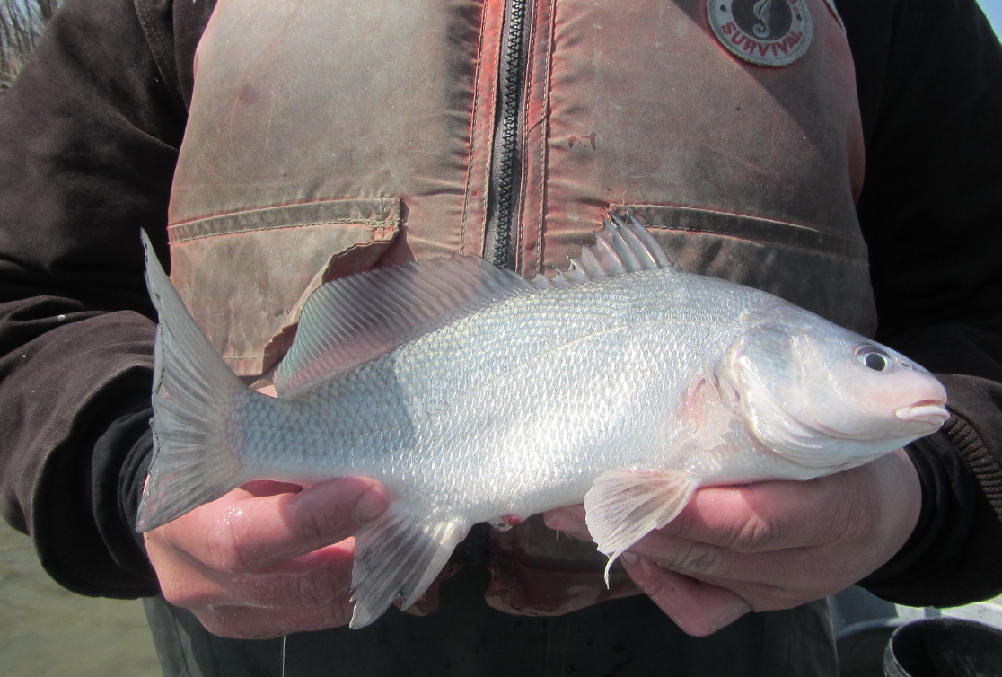 Los 10 peces de agua dulce más subestimadosLos 10 peces de agua dulce más subestimados  