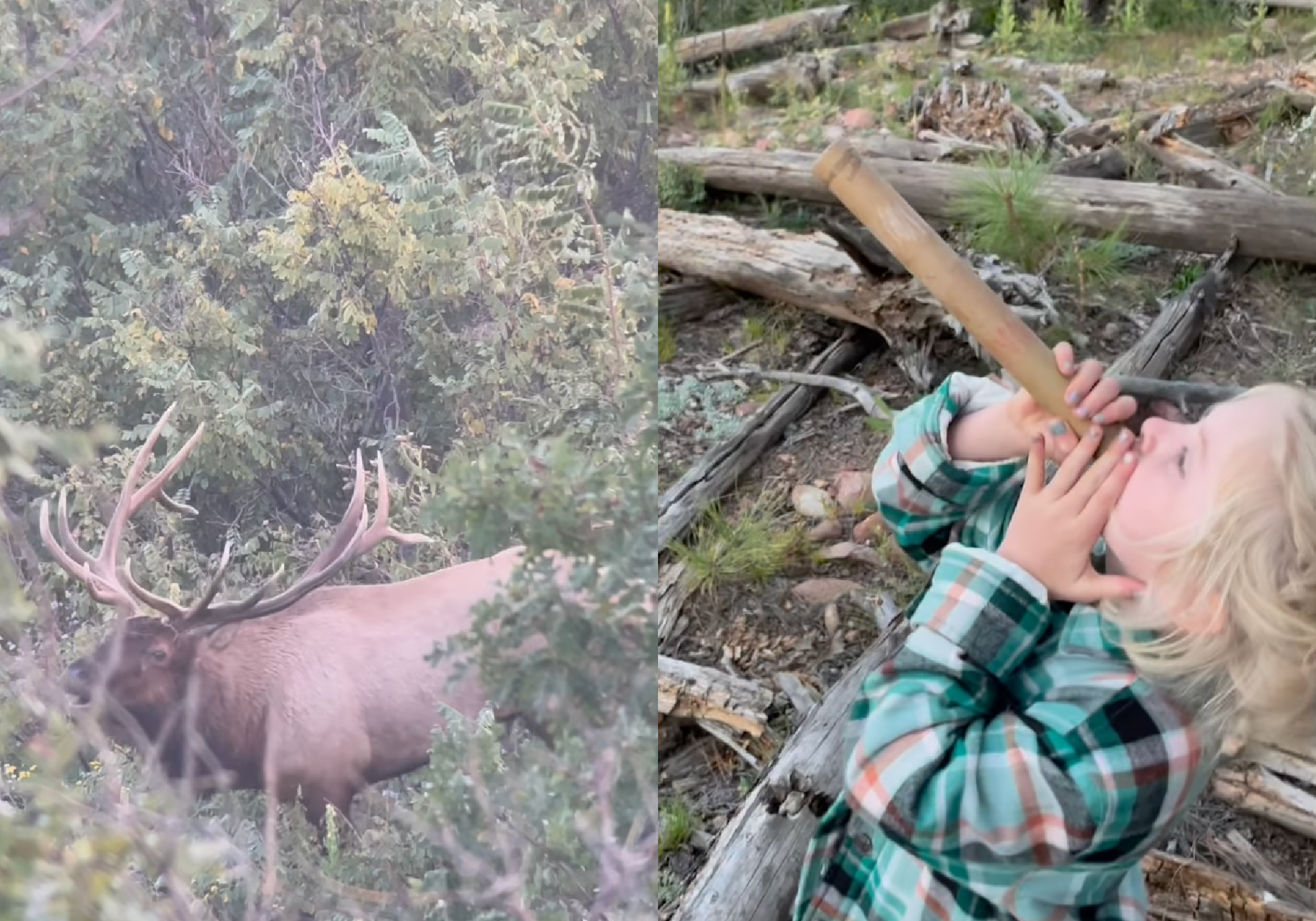 Ridgley Currie calls in a bull with a paper towel tube