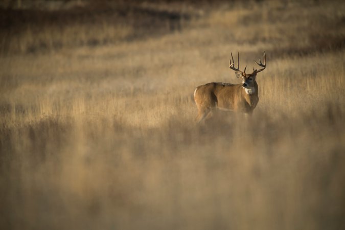 aging bucks