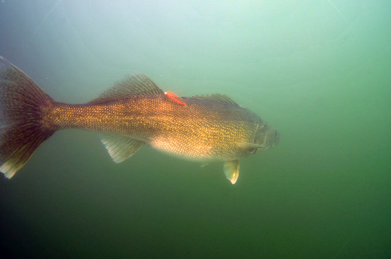 The Insane Cult of the Lake Erie Walleye Outdoor Life