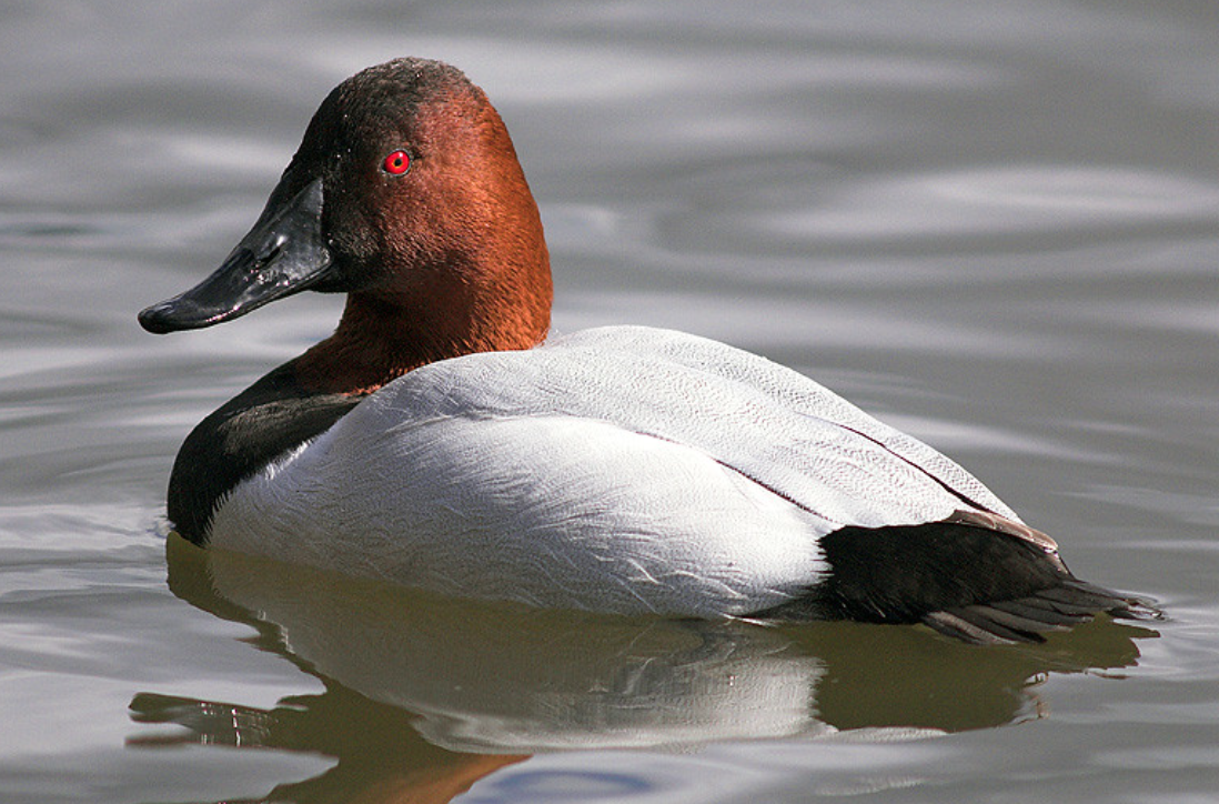 Canvasback duck