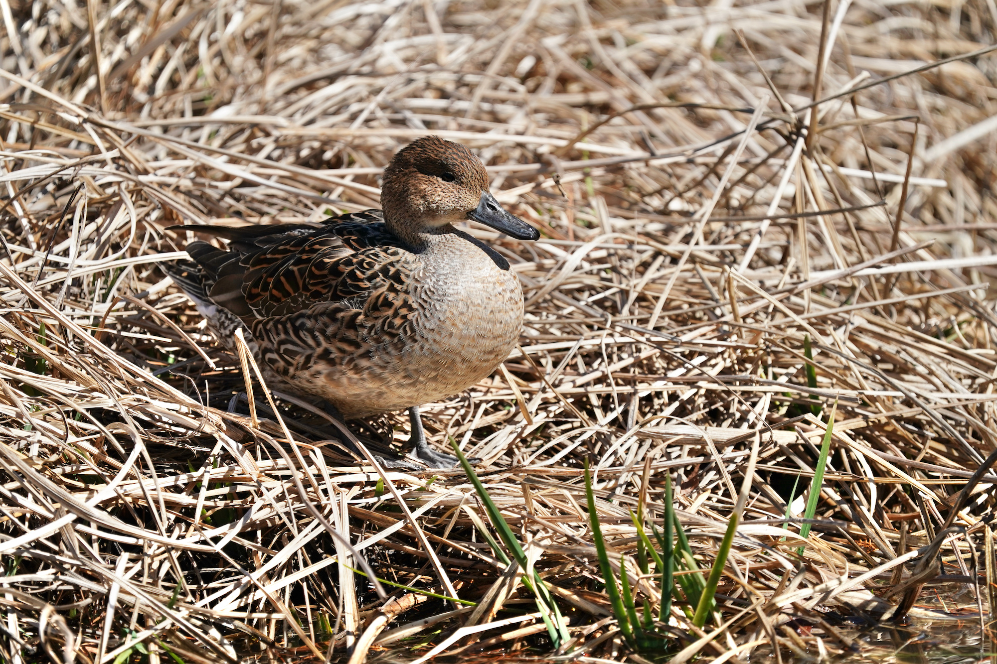 pintail flew to russia 5