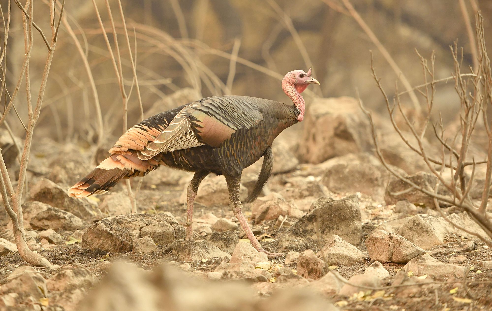 A wild turkey wanders through the aftermath of a wildfire.