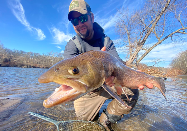 hybrid trout