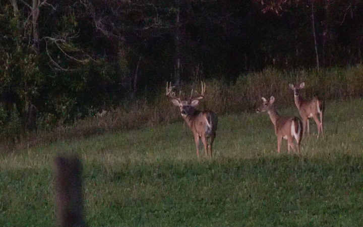 Iowa buck