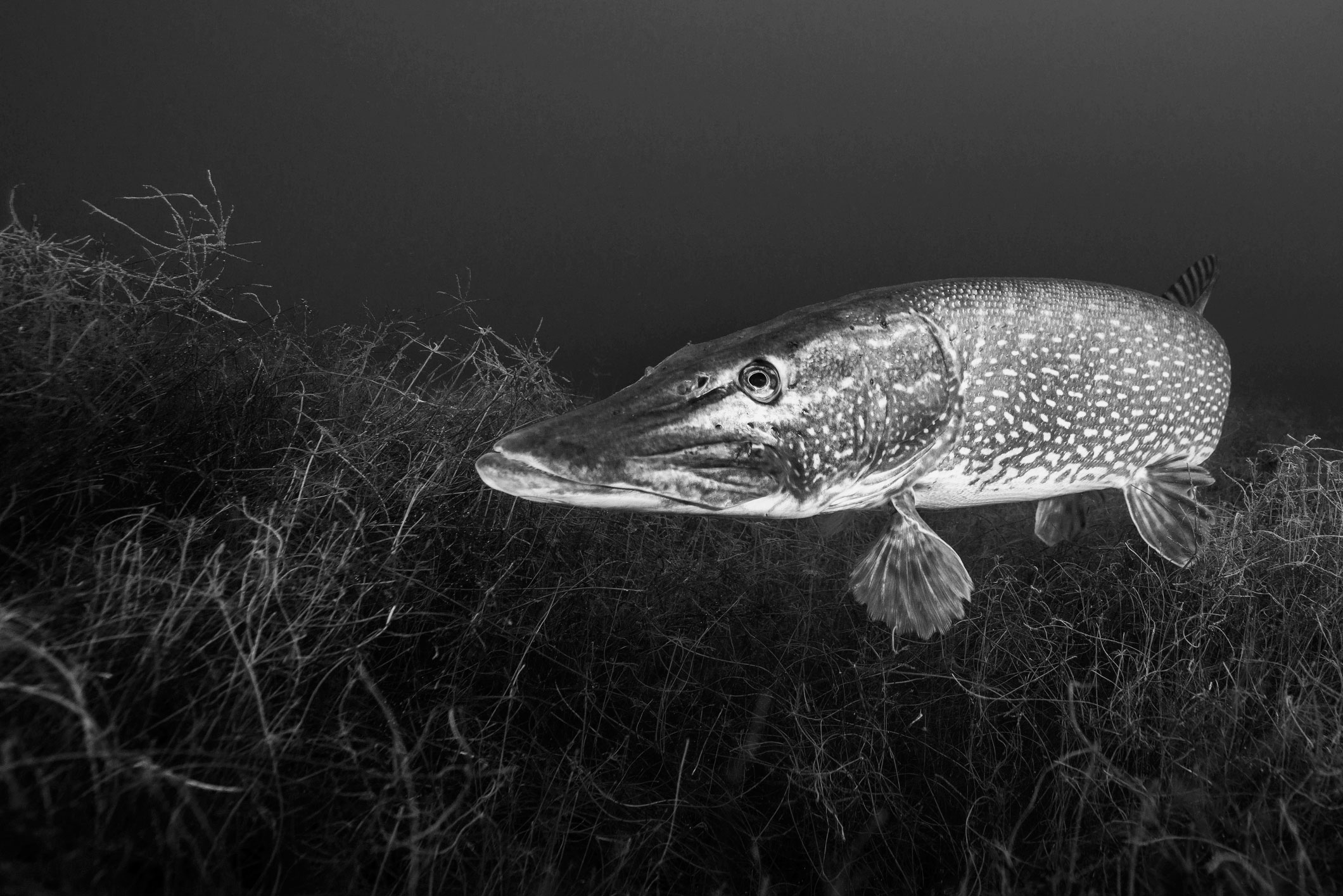 Northern pike—like you've never understood them before! • Outdoor