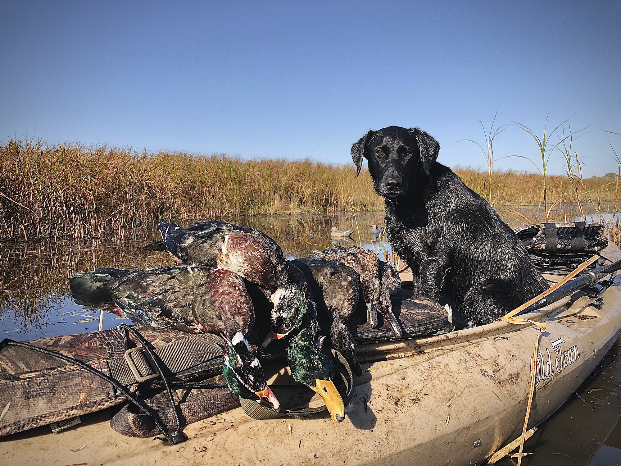 How to make a duck blind for your boat 101  Duck hunting boat, Duck  hunting blinds, Waterfowl hunting