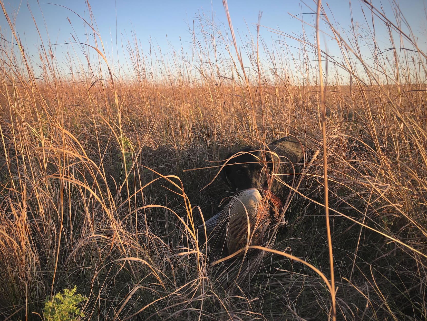 pheasant dog