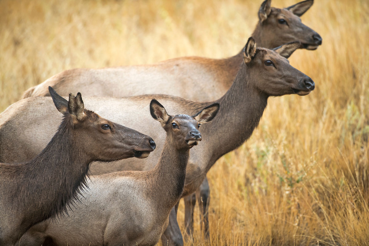 cow elk