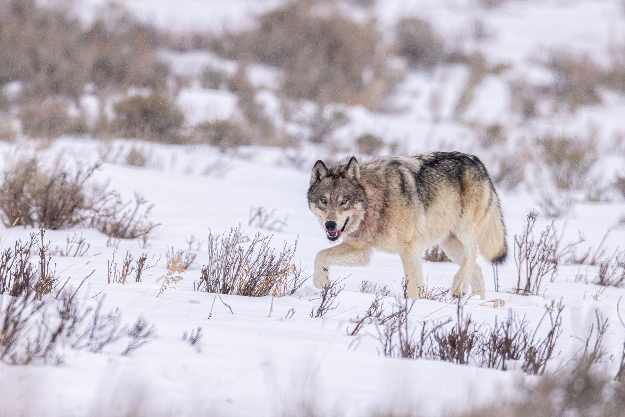 gray wolf