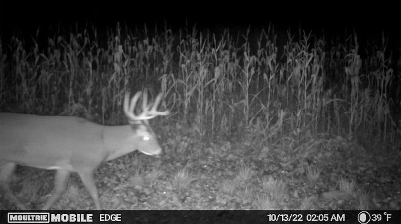 moultrie trail camera buck