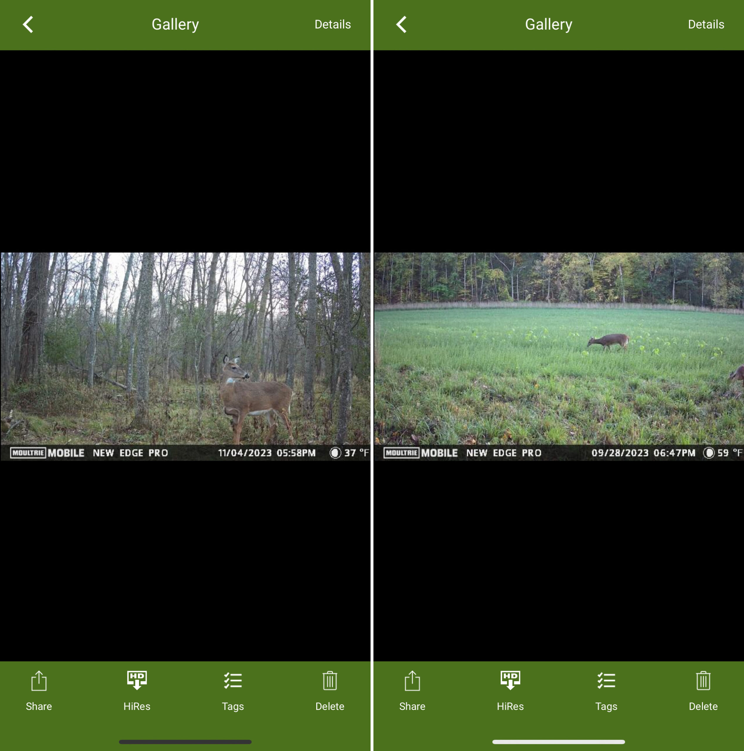 moultrie trail camera