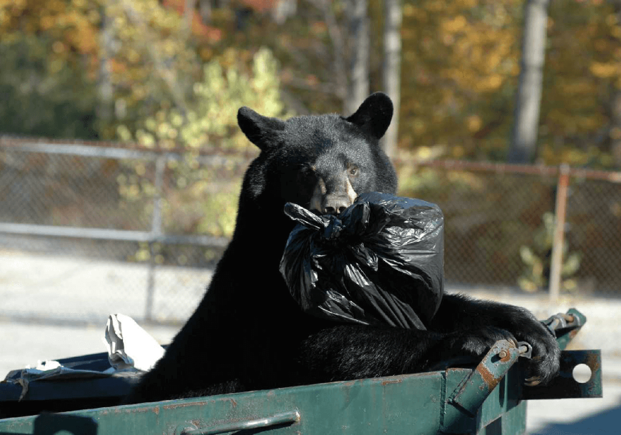 New Jersey Reinstates Black Bear Hunting Season | Outdoor Life