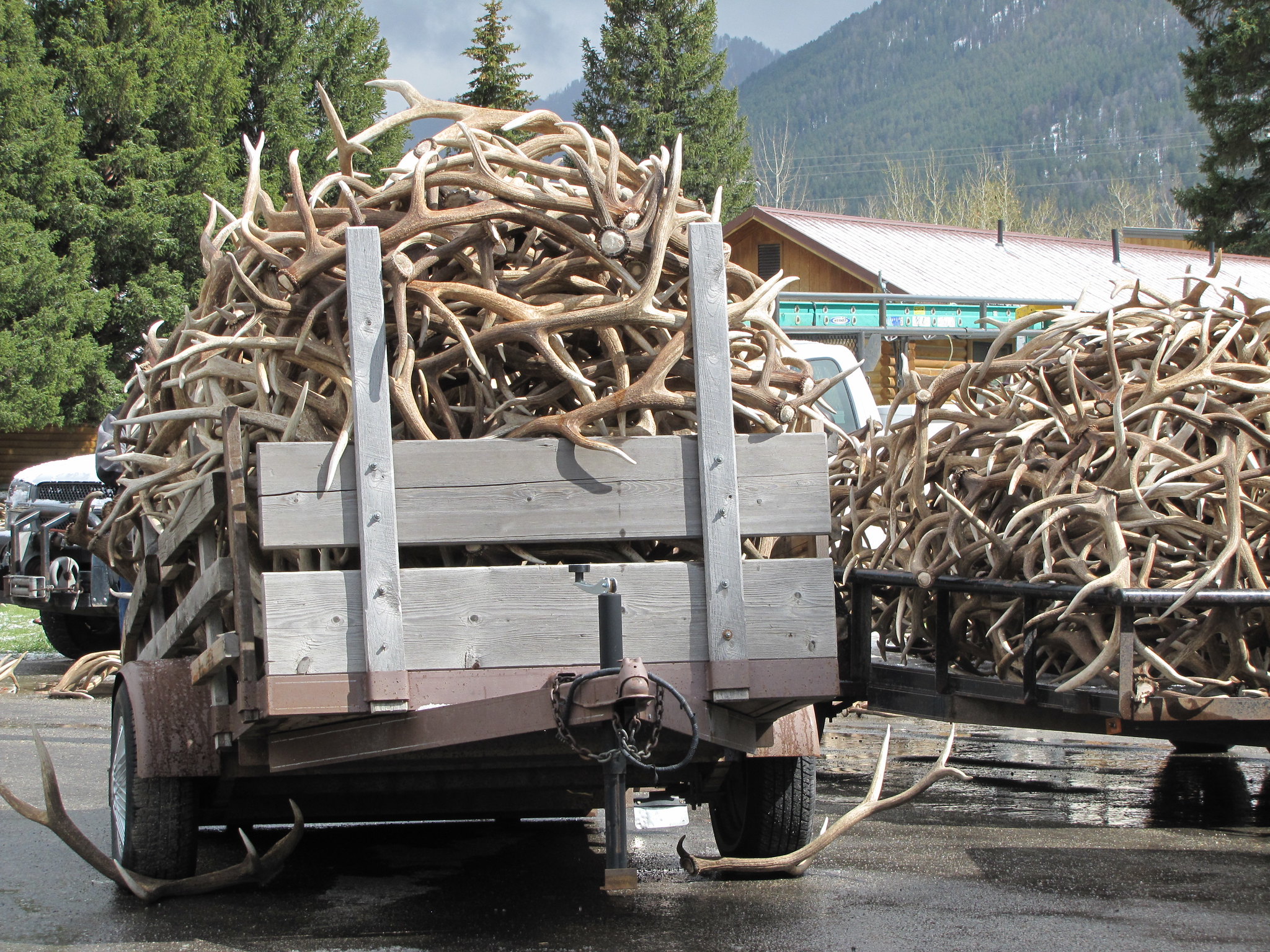 Shed Antlers