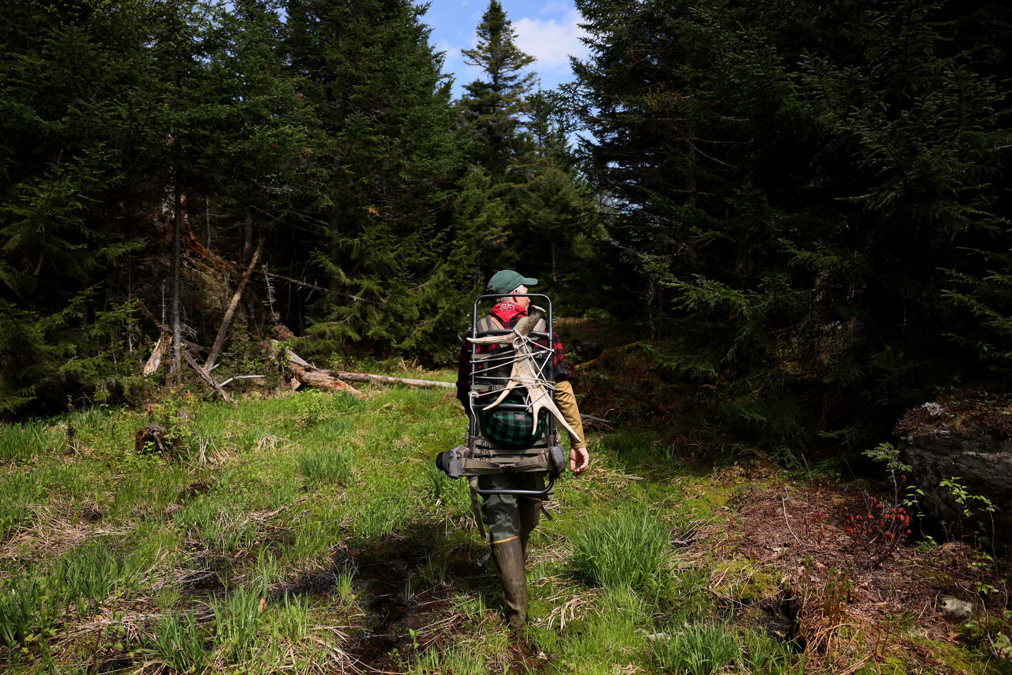 A Vermont shed hunter looks for antlers.