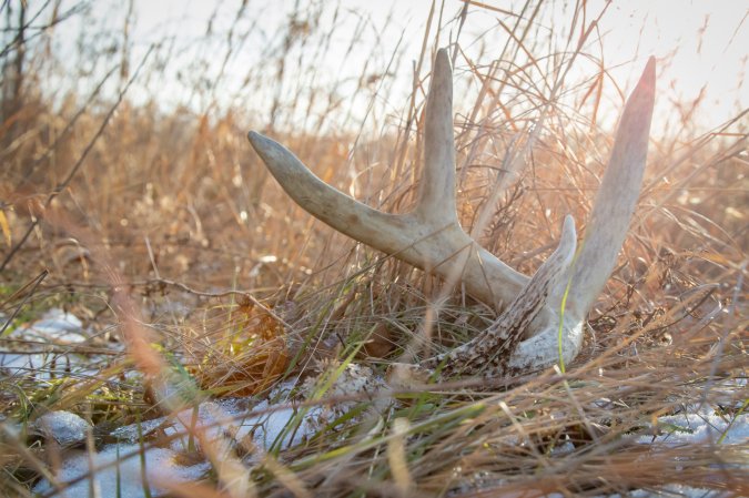 shed hunting