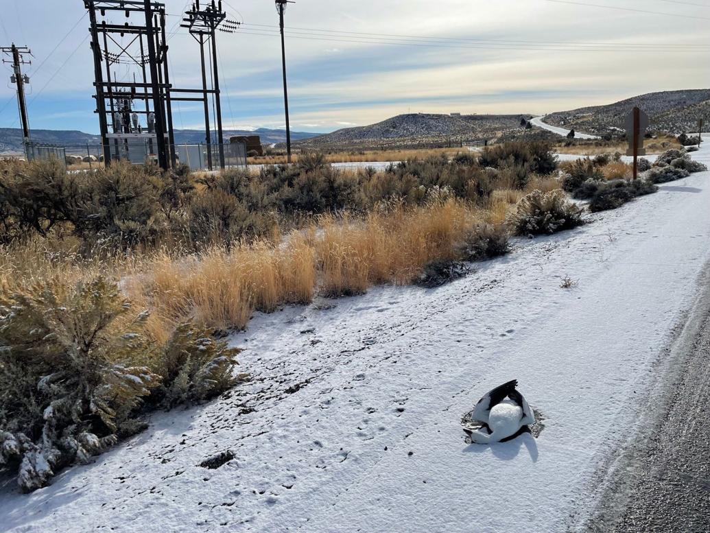 OR mass waterfowl casualty