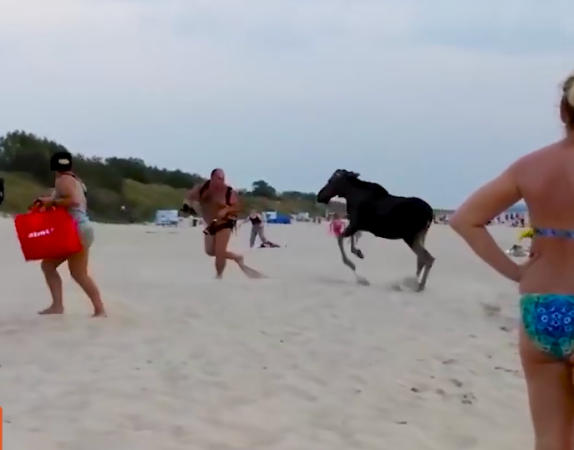 moose charges people on beach