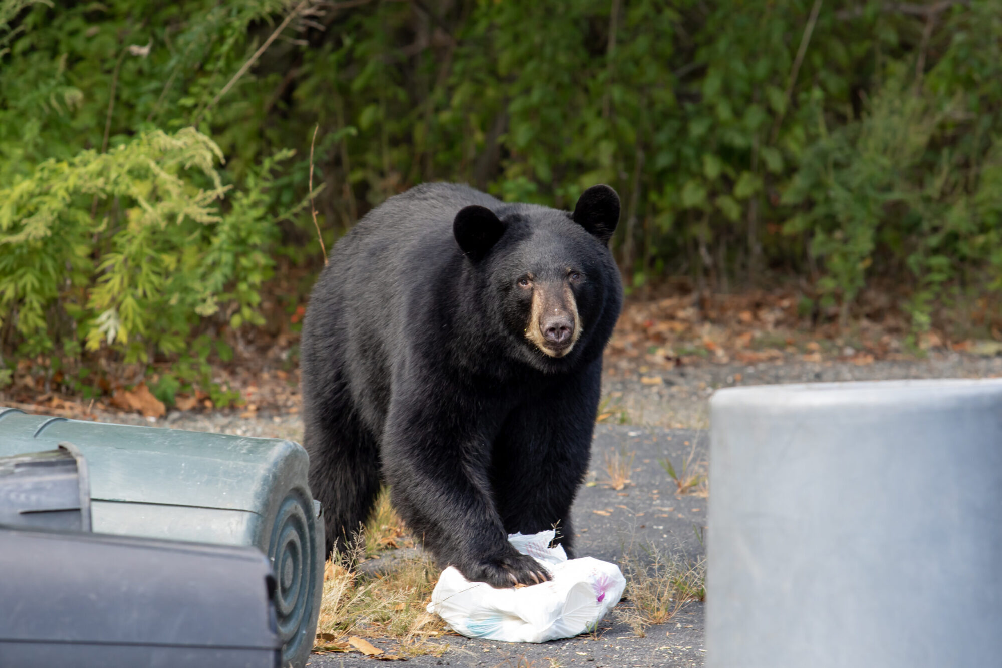 New Jersey Judge Halts Black Bear Hunt Outdoor Life