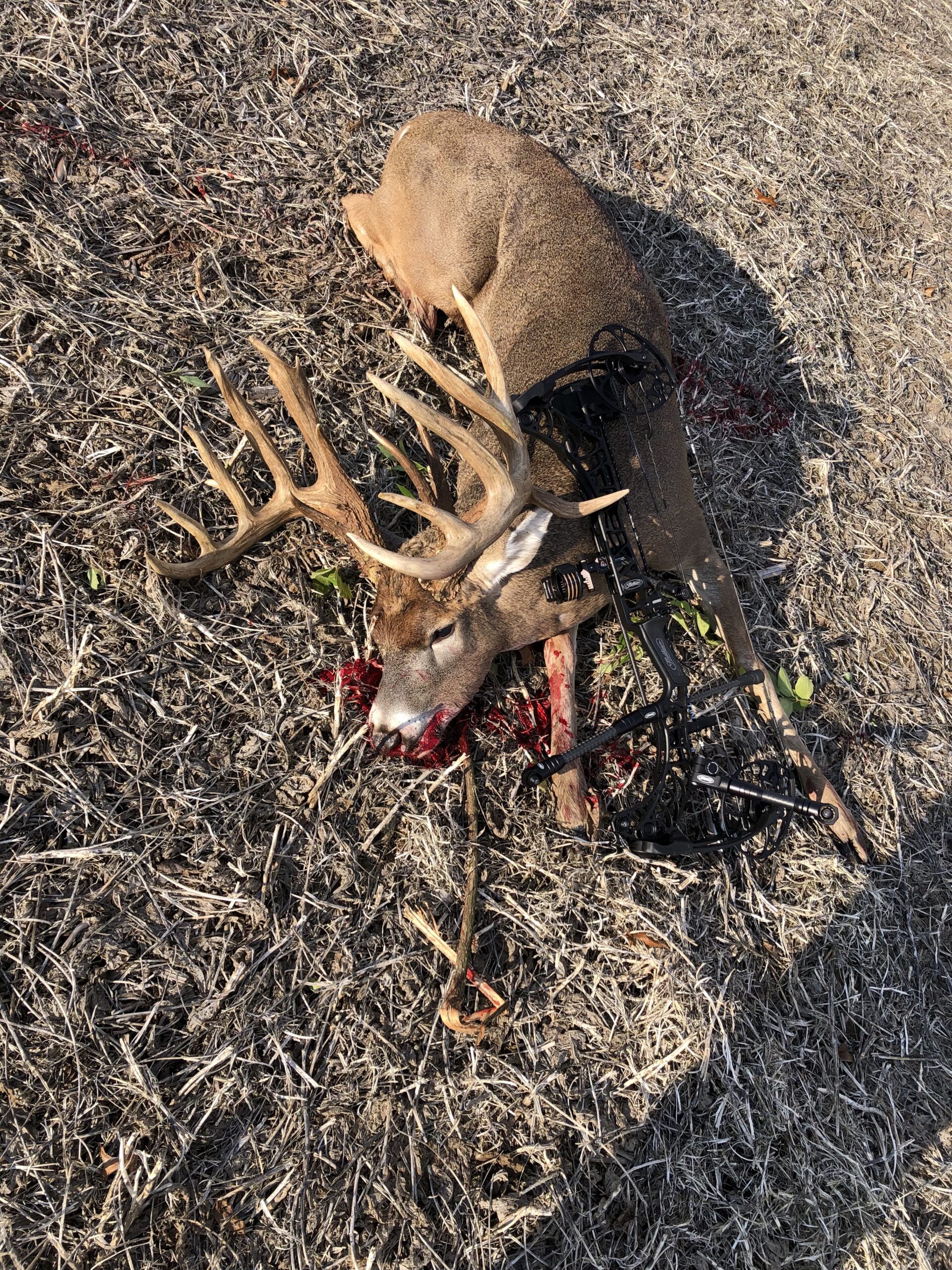 22-point Illinois non-typical whitetail