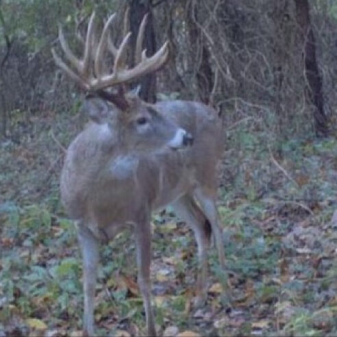 22-point Illinois whitetail buck