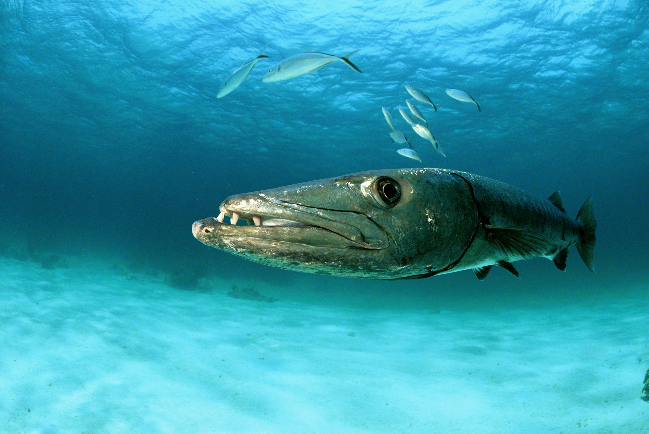 barracuda fishing