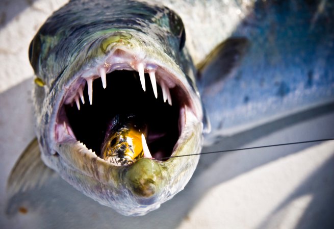 barracuda fishing