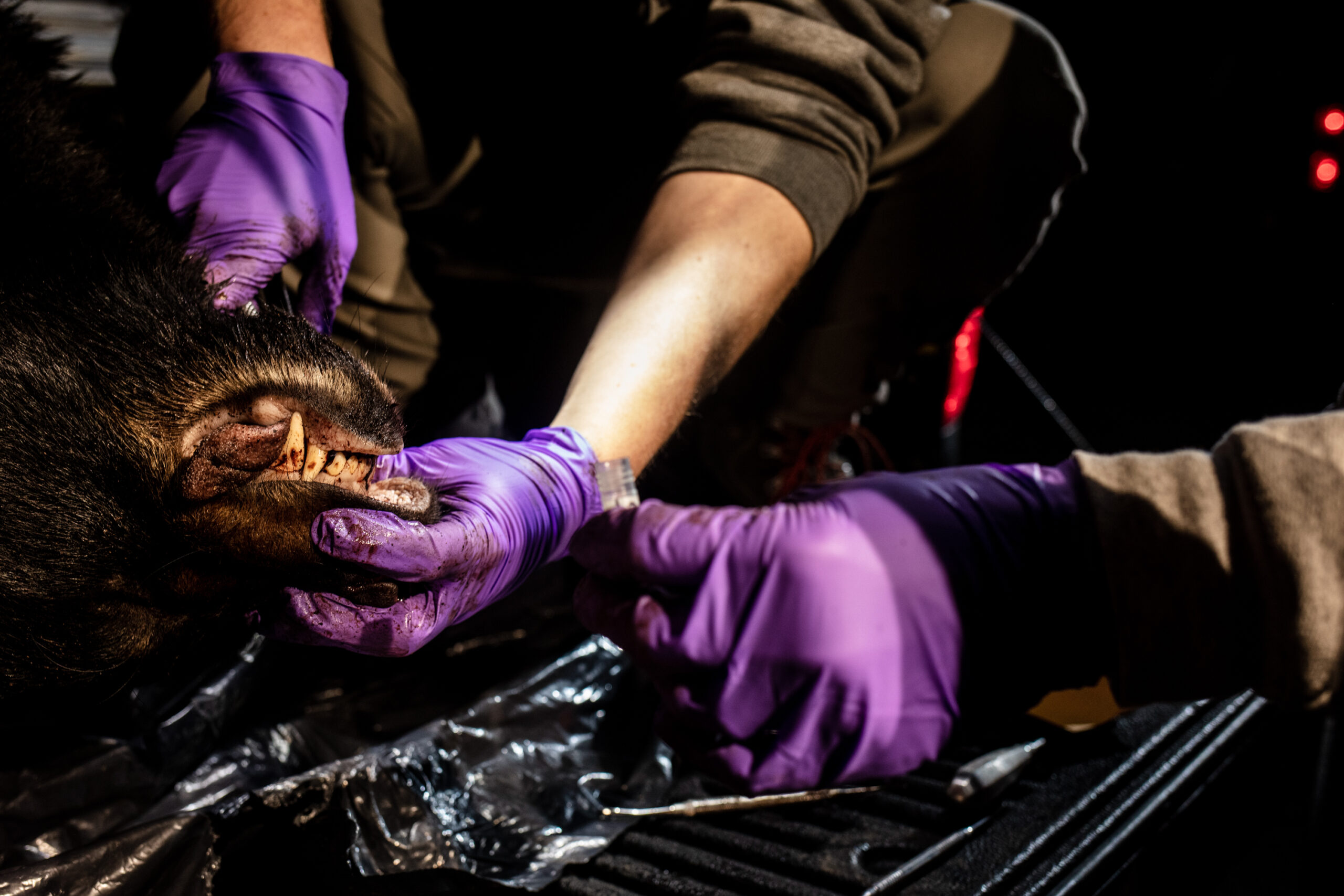 Biologists take a sample of a bear's tooth.