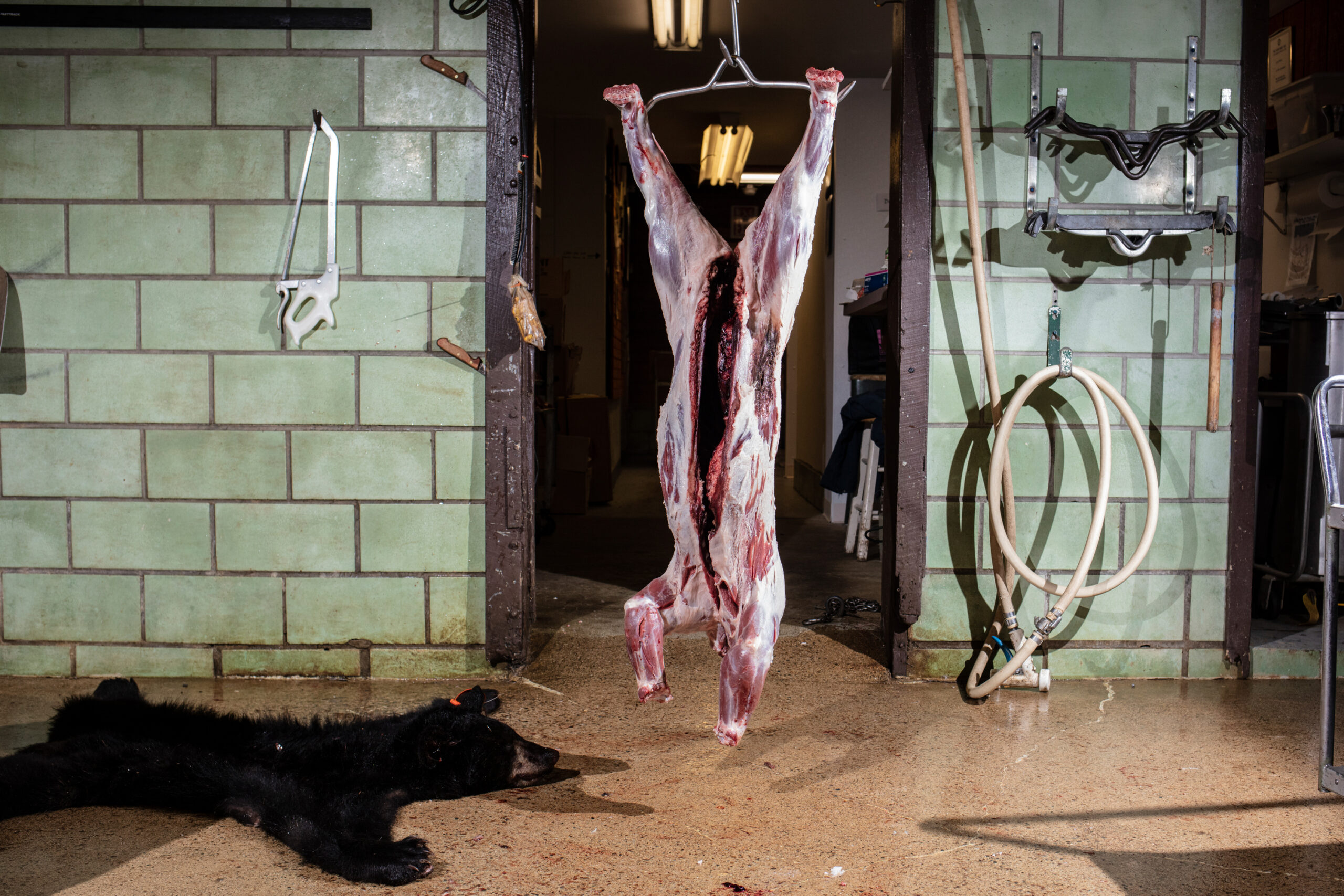 A black bear ready for butchering.