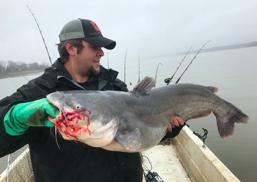 Catching Catfish: On the Kentucky rig