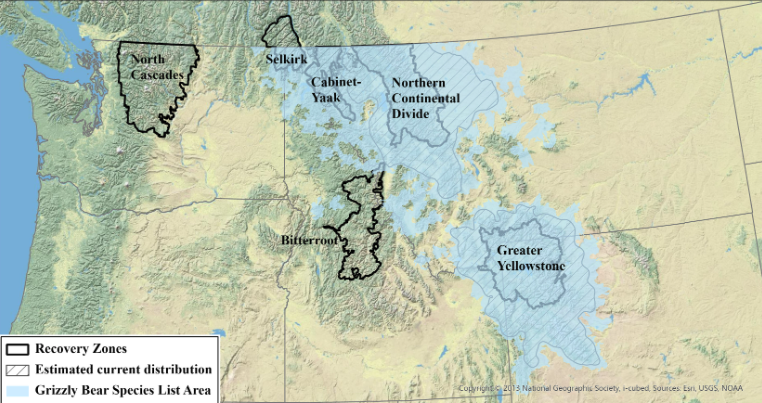 grizzly bear reintroduction washington state 2