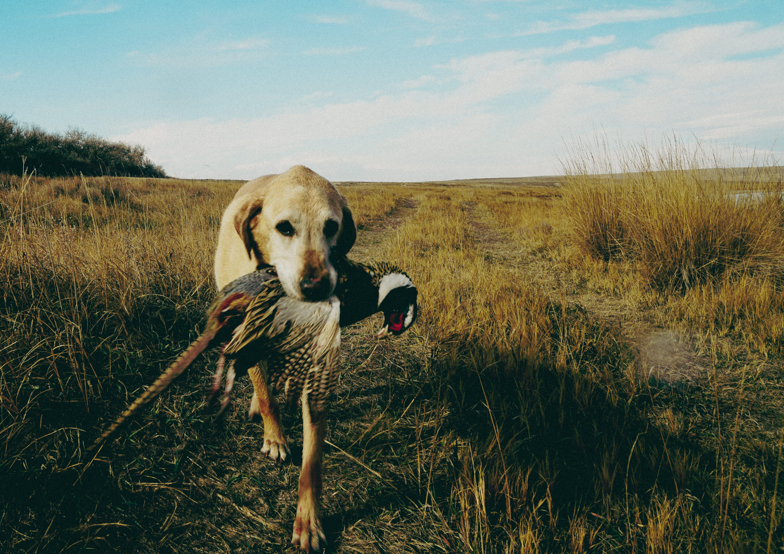 An older yellow Lab returning with a wild rooster.