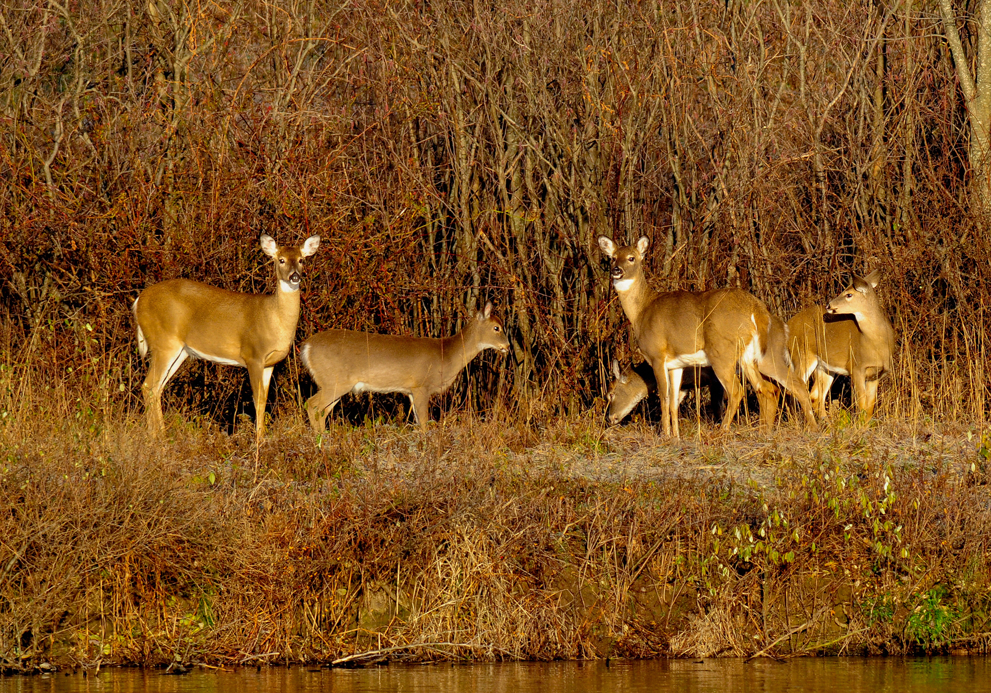 whitetail deer