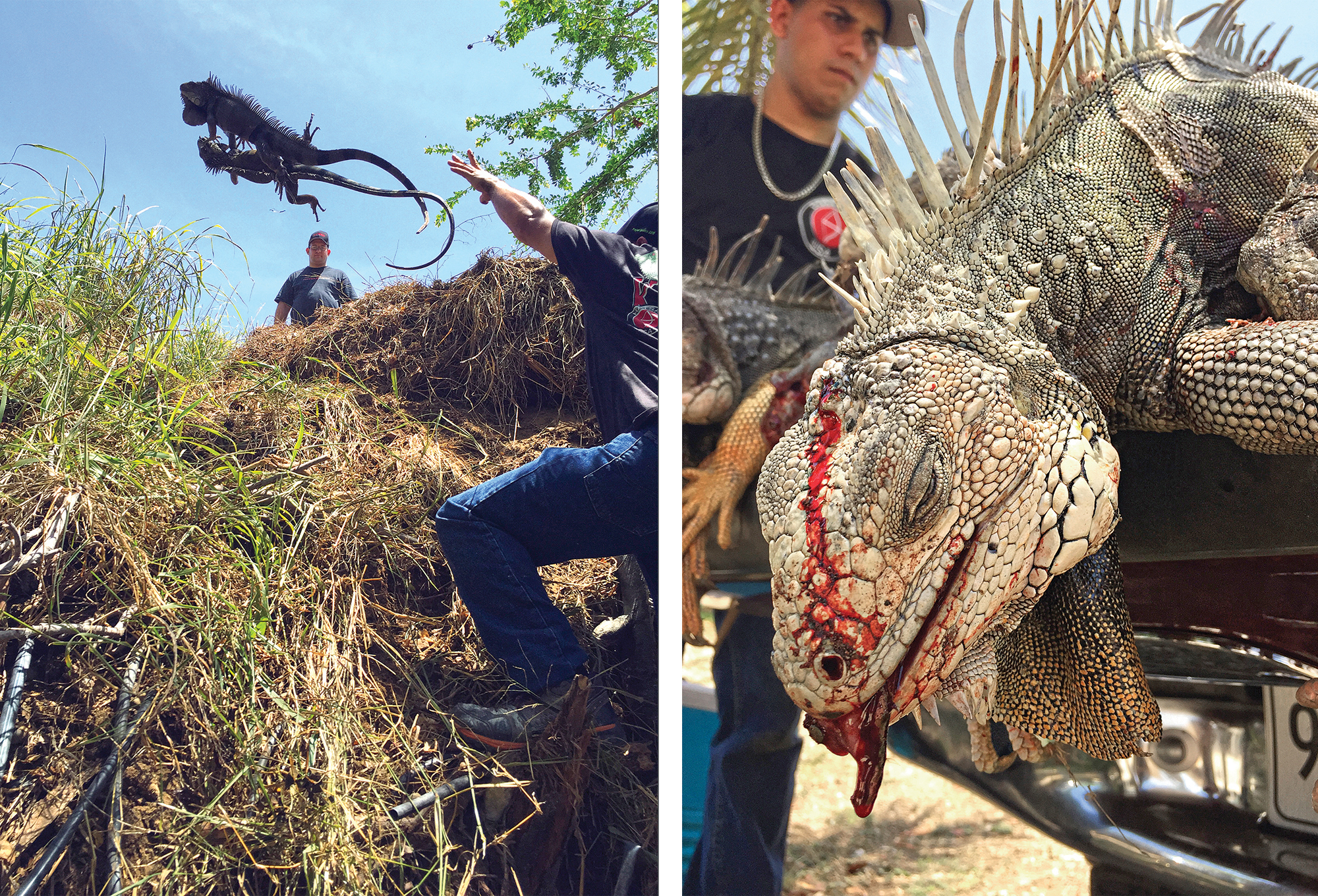 hunting invasive iguanas in puerto rico